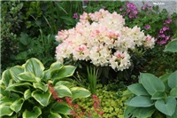 9dac44fe-IMG_7121 rododendron i hoste.jpg